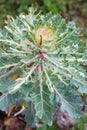 Ornamental kale head damaged by larva of Cabbage White butterfly Pieris rapae.