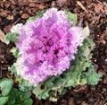 Ornamental Kale