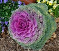 Ornamental Kale Plant