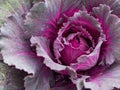 Ornamental purple and pink kale plant