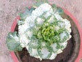 Ornamental Kale Round