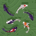 Ornamental Koi floating in pond top view. Group of nishikigoi swim in lake, decorative Japanese carps move in water Royalty Free Stock Photo