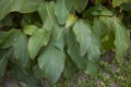 Green foliage of Canna indica plants Royalty Free Stock Photo