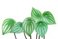 Ornamental Leaves of Watermelon Peperomia Plant Isolated on White Background