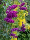 Lilac and laburnum trees grow in close proximity. Lilac tree has purple blooms in spring, and laburnum tree has yellow flowers. Royalty Free Stock Photo