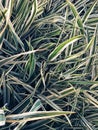 Ornamental long grass, evergreen sedge decorative