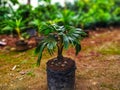 mini coconut tree planted in planterbag Royalty Free Stock Photo