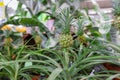 Ornamental mini pineapple plant in a plant store