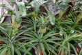 Ornamental mini pineapple plant in a plant store