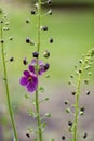 Purple mullein, Verbascum phoeniceum, close-up flowers Royalty Free Stock Photo