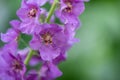 Purple mullein, Verbascum phoeniceum, close-up flowers