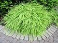 Ornamental Northern Maidenhair Ferns. Royalty Free Stock Photo