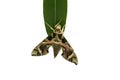 Ornamental Oleander Hawk moth butterfly sitting on leaf isolated on white background, macro Royalty Free Stock Photo