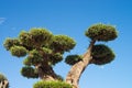 Ornamental olive tree Royalty Free Stock Photo