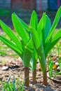 Ornamental onion Royalty Free Stock Photo