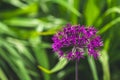 ornamental onion Allium ball shape on a long stem Spring summer garden green backdrop close up purple flowers Royalty Free Stock Photo