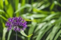 ornamental onion Allium ball shape on a long stem Spring summer garden green backdrop close up purple flowers Royalty Free Stock Photo