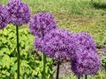 Ornamental onion (Allium) \'Globemaster\' boasting inflorescence packed with star-shaped violet flowers Royalty Free Stock Photo