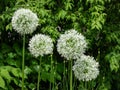 The ornamental onion (Allium Regel) \'Mount Everest\' flowering with wide umbels of pure-white flowers Royalty Free Stock Photo
