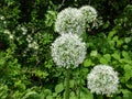 The ornamental onion (Allium Regel) \'Mount Everest\' flowering with wide umbels of pure-white flowers Royalty Free Stock Photo