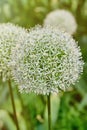 Ornamental onion Allium - White giant, close up