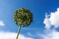 Ornamental onion buds close up. Allium cristophii, allium giganteum ornamental plant, one big round yellow flower blossoms close Royalty Free Stock Photo