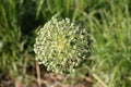 Ornamental onion buds close up. Allium cristophii, allium giganteum ornamental plant, one big round yellow flower blossoms close Royalty Free Stock Photo