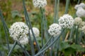 Ornamental Onion flowers in the summer garden. Close up of white flowering allium bulbs