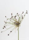 ornamental onion head on neutral background Royalty Free Stock Photo