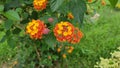 ornamental orange flowered lamtana tree