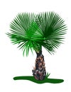 Ornamental Palm Royalty Free Stock Photo