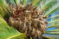 Ornamental palm Cycas revoluta . Leaves and female cone with seeds