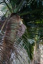 An ornamental palm that flowers and fuits very tall and evergreen