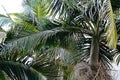 An ornamental palm that flowers and fuits very tall and evergreen