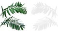 Ornamental palm leaves Kentia palm or Howea species the tropical foliage plant isolated on white background with clipping path,