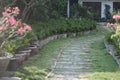 Ornamental palm trees in large clay pots