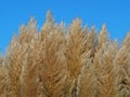 Ornamental pampas grass seed heads