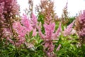 Ornamental panicles of pink flowers of Astilbe