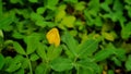 Ornamental Peanut (Arachis pintoi) Royalty Free Stock Photo