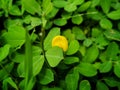 Ornamental Peanut (Arachis pintoi) Royalty Free Stock Photo
