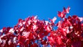 Ornamental pear leaves