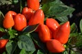 Ornamental Pepper Plant (Capsicum annuum)