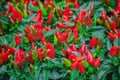 Ornamental pepper plants Royalty Free Stock Photo