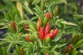 Ornamental Peppers Royalty Free Stock Photo