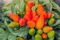 Ornamental peppers Royalty Free Stock Photo