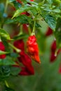 Ornamental peppers Royalty Free Stock Photo