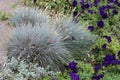 Ornamental perennial grass for garden and urban environment improvement. Fashionable landscape background Royalty Free Stock Photo