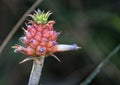 ornamental pineapple flower