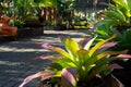 Ornamental pineapple garden at backyard, natural home decoration