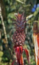 Ornamental pineapple in the garden, Brazil Royalty Free Stock Photo